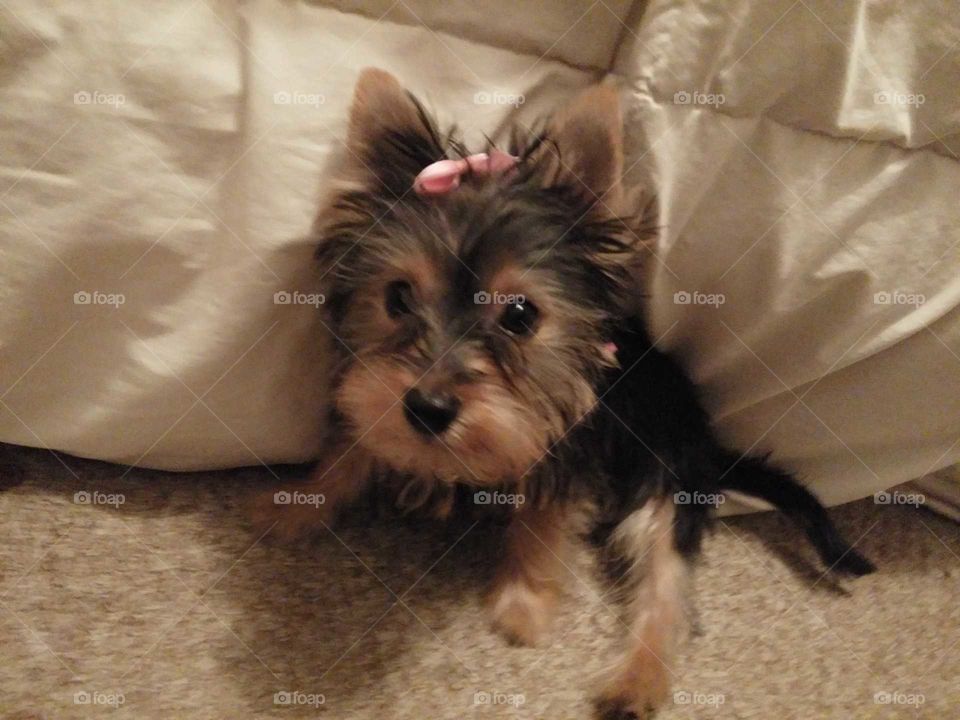 Yorkie puppy sporting a small smile hiding in white comforter  on tan carpet. She's ready to attack in her light pink puppy bow!