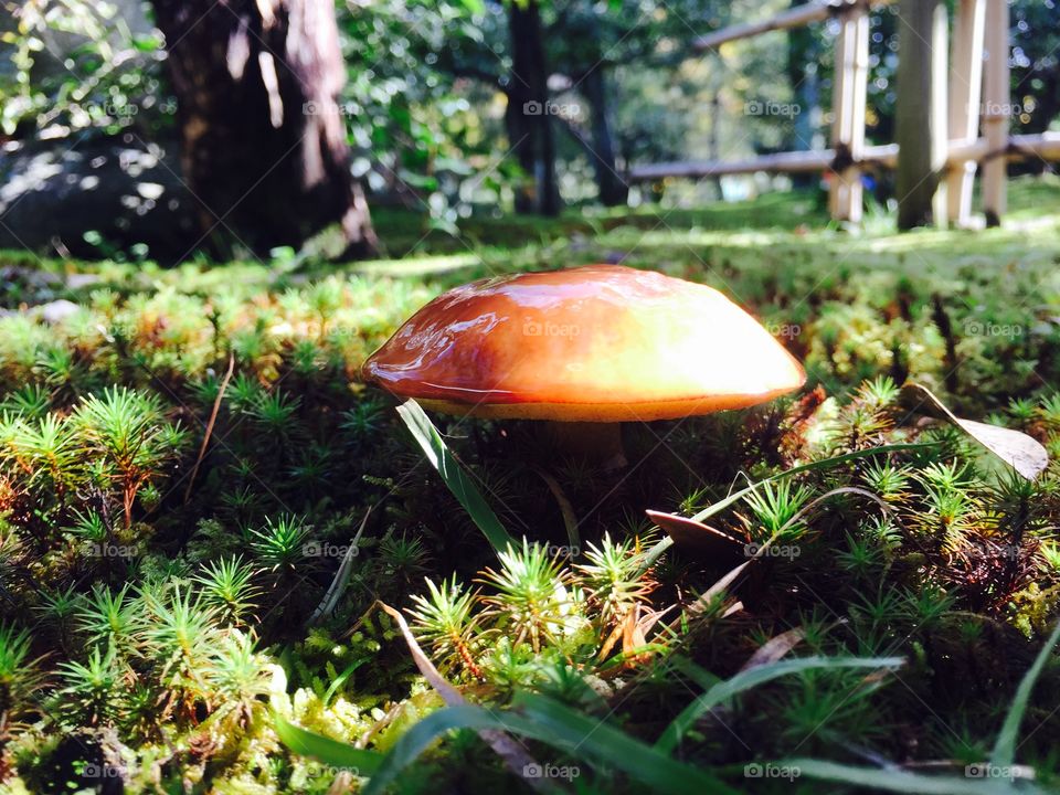 Mushroom and moss in Kyoto Japan