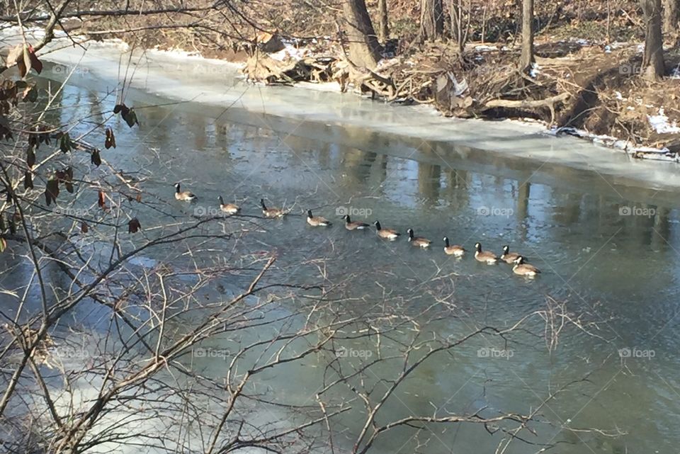 Geese on parade