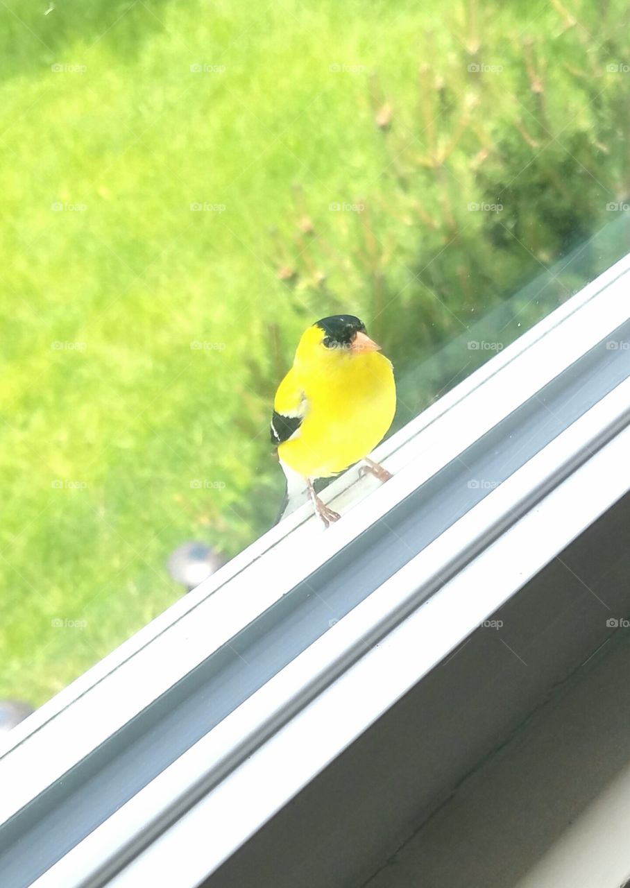 American Goldfinch