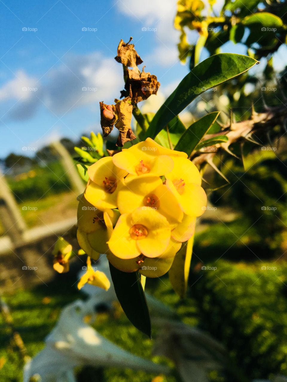 Charming flower with thorns to protect it