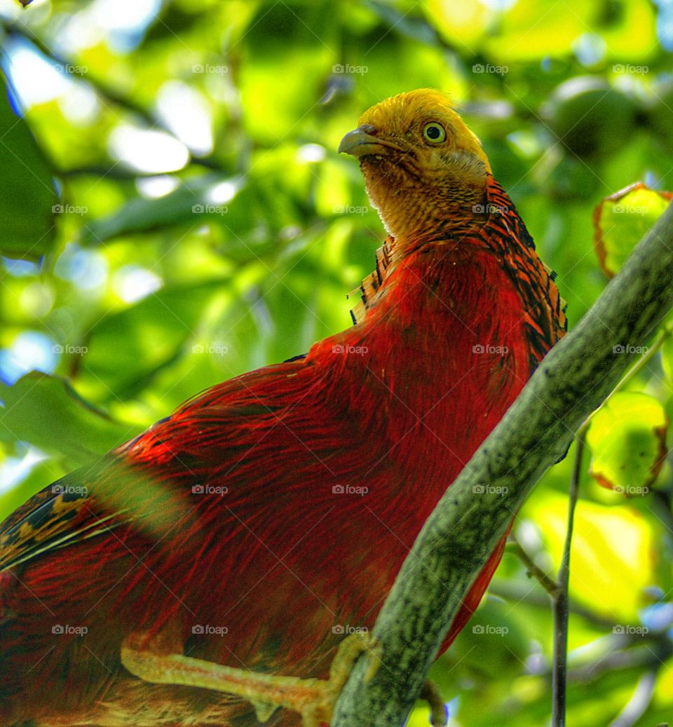 Chinese pheasant in tree