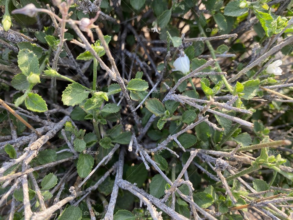 in the beloved land of taif 