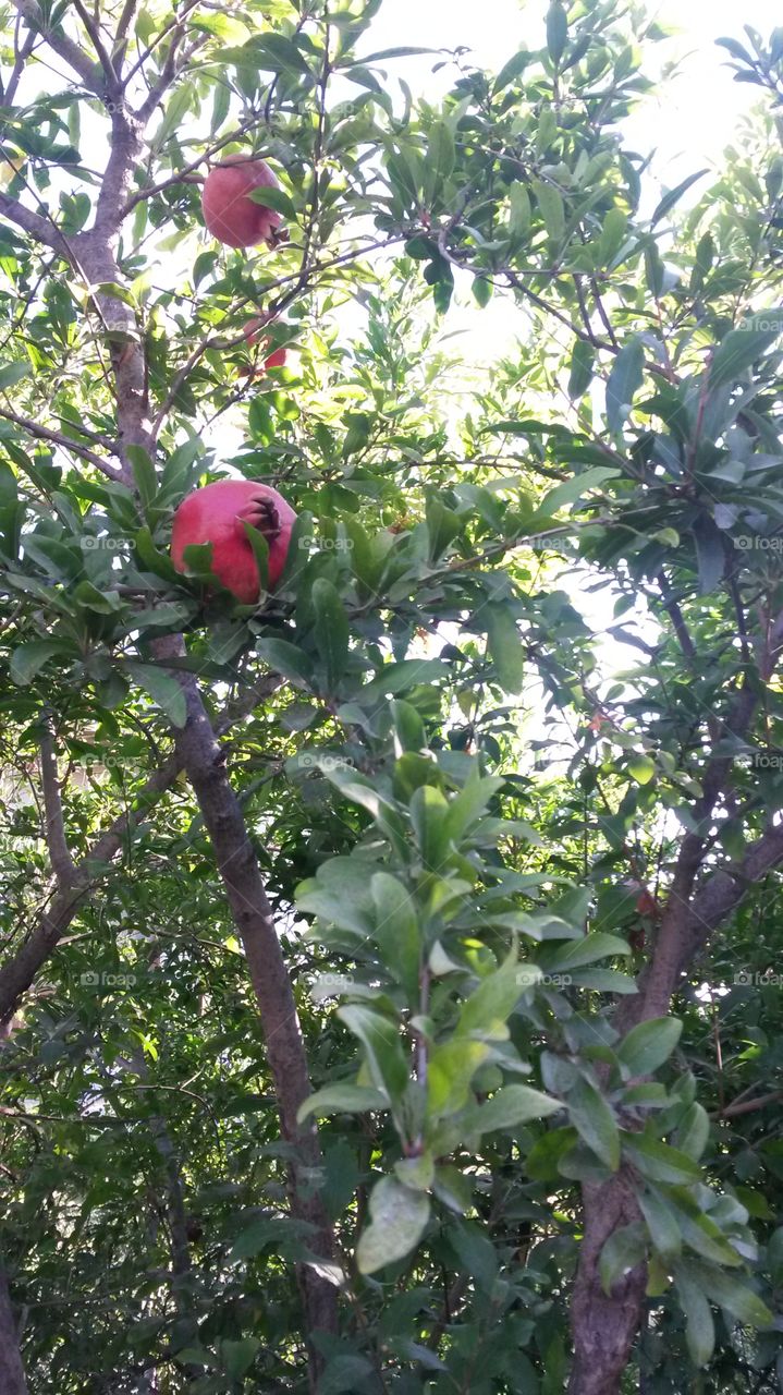 pomegranate