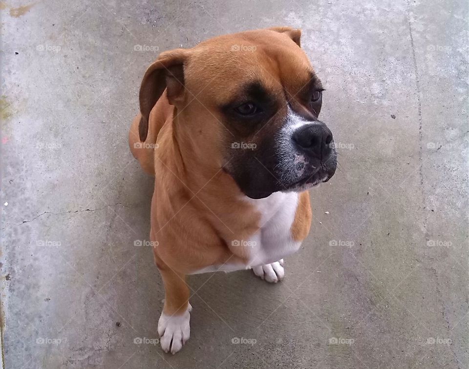 Thoughtful Boxer
