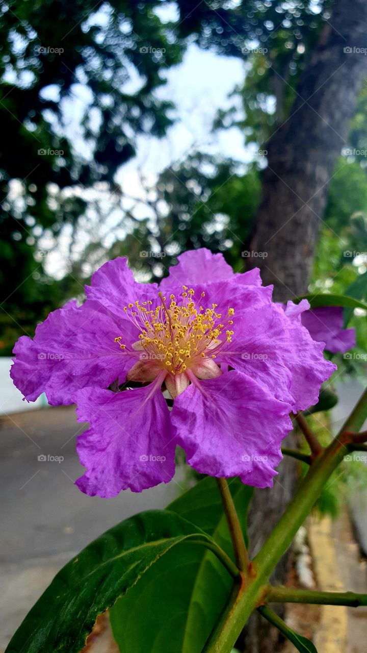 spring, wild flowers beautiful colors, wallpaper, natural, purple