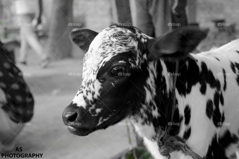 Indian little cow