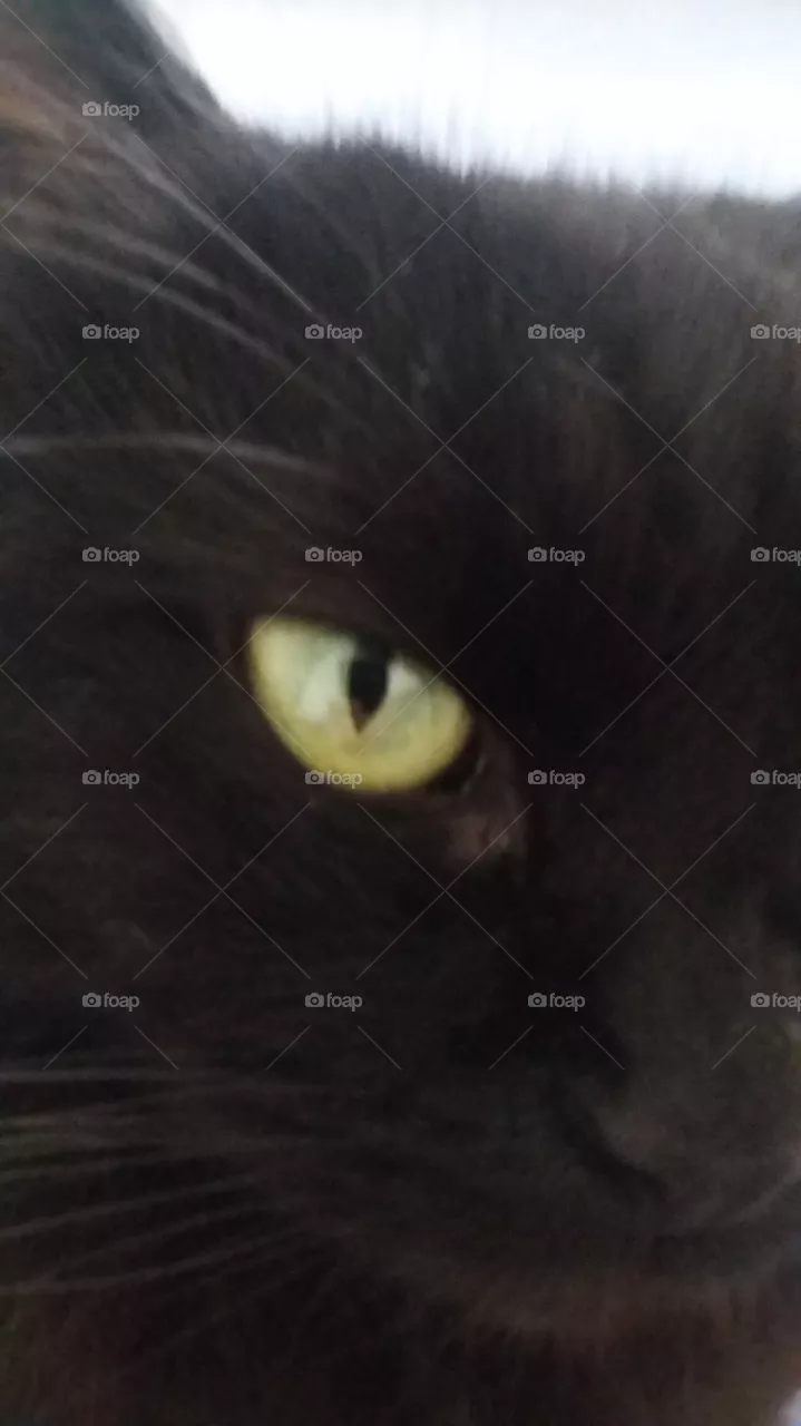 Cats eye