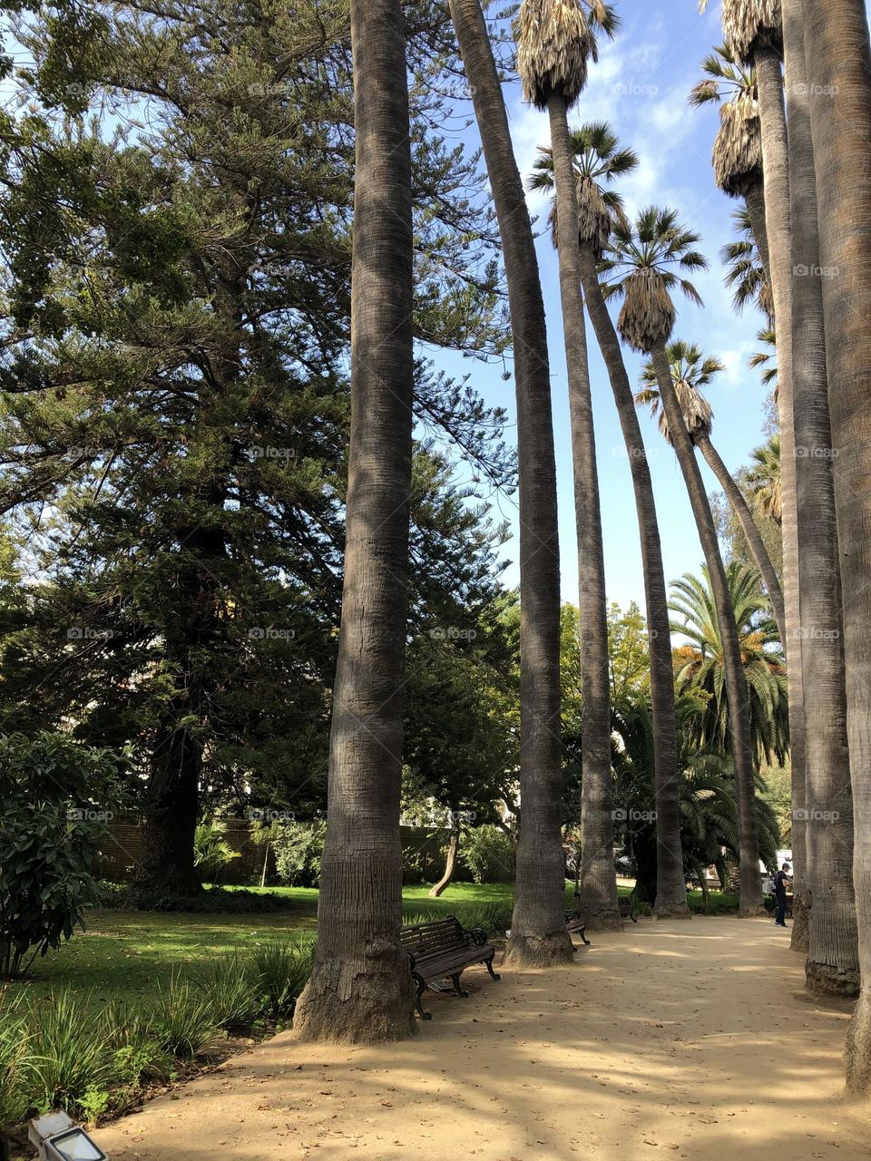 Parque Naturaleza Viña del Mar Árboles Altura Festival Paseo Historia