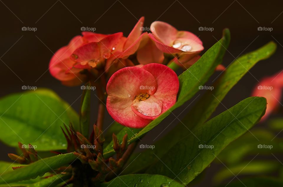 Flower Macro Photography Style