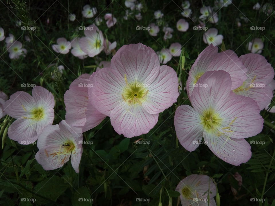 Evening primrose