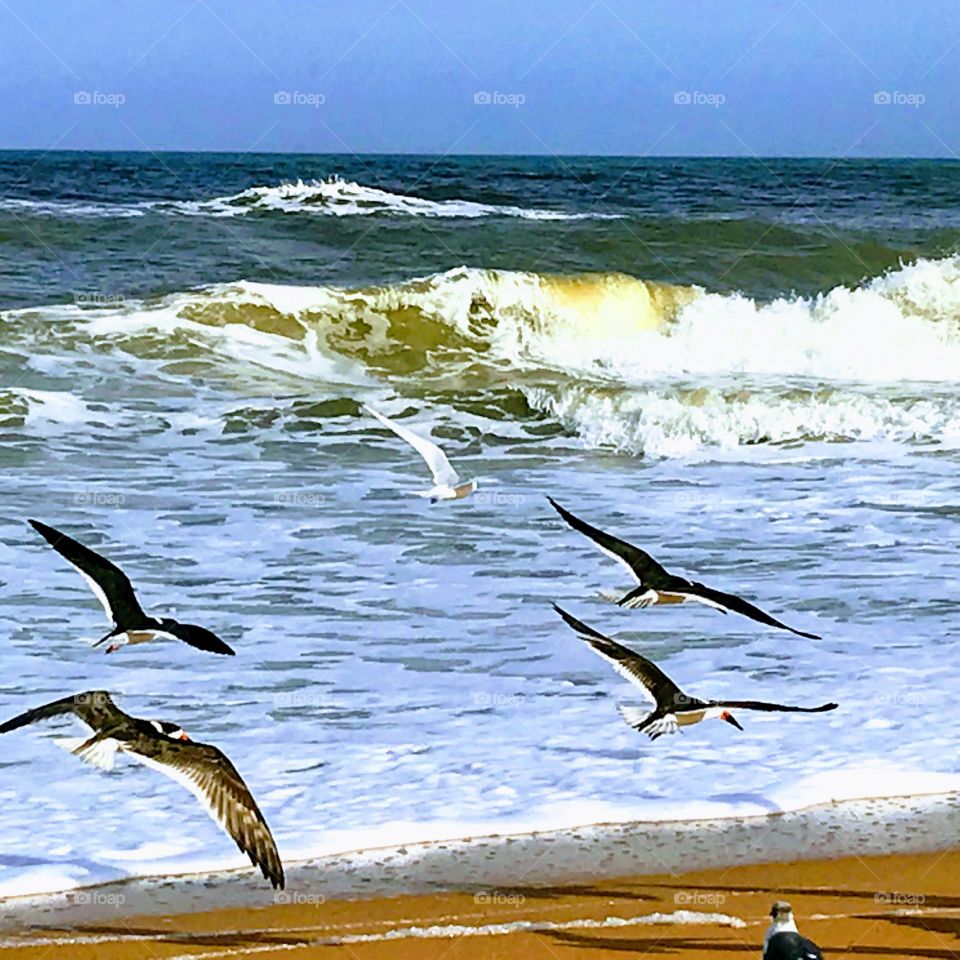 Shorebirds in flight