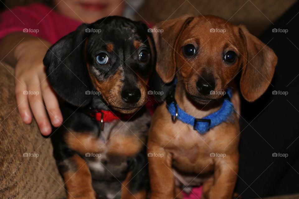 Dachshund Sisters Bristol & Febie