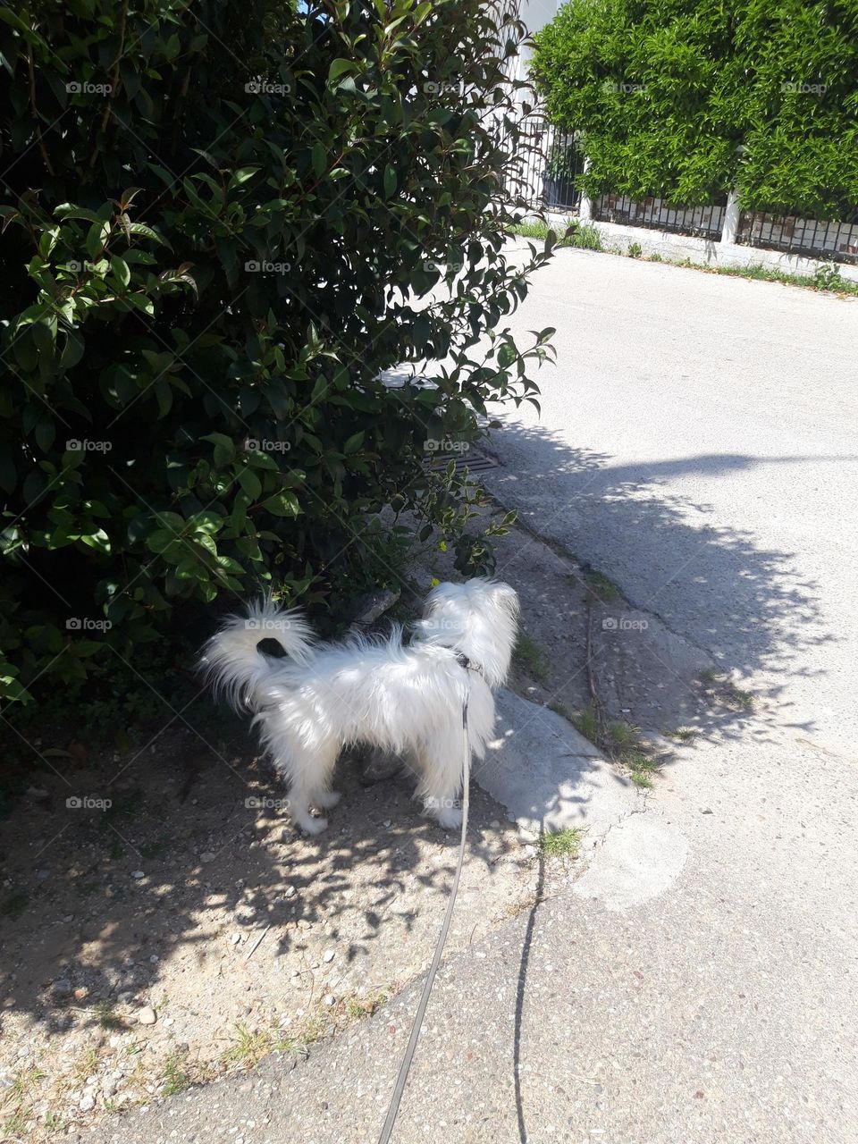 Dog going for a walk!