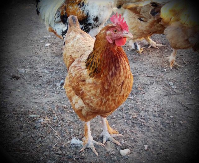 hen #002