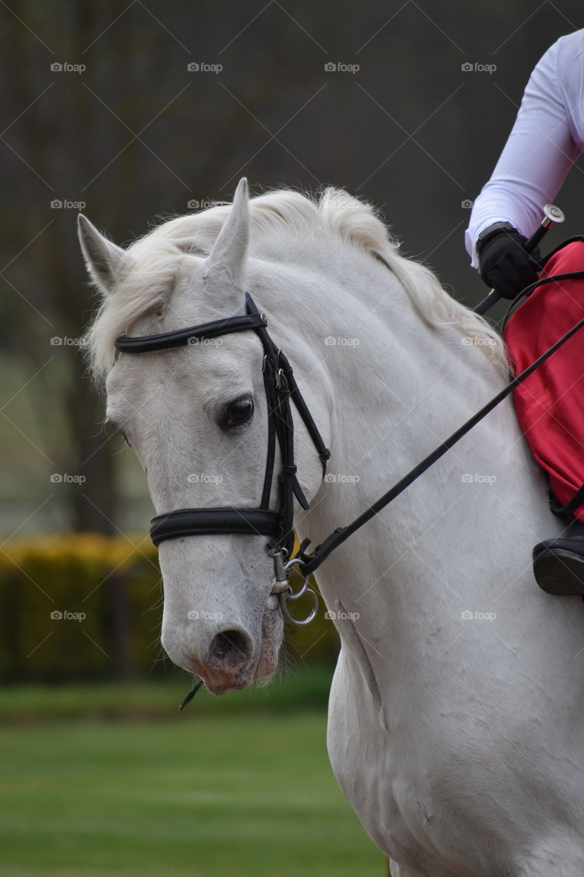 Majestic White Horse