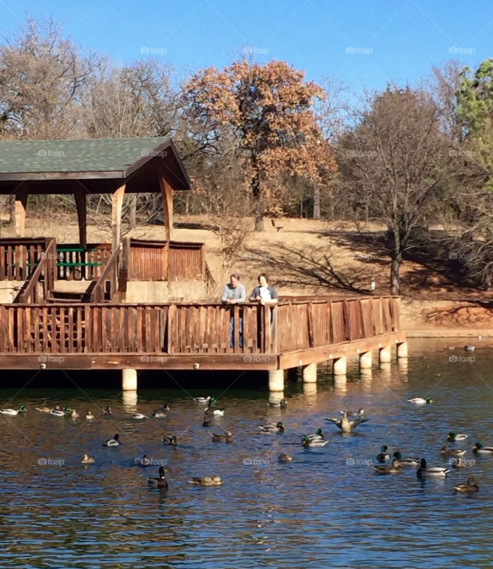 Feeding the Ducks