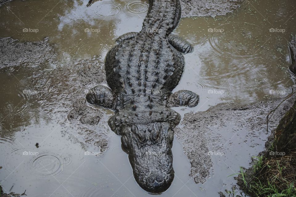 Alligator 