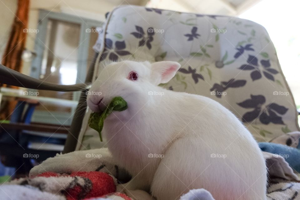 Rabbit eating basil