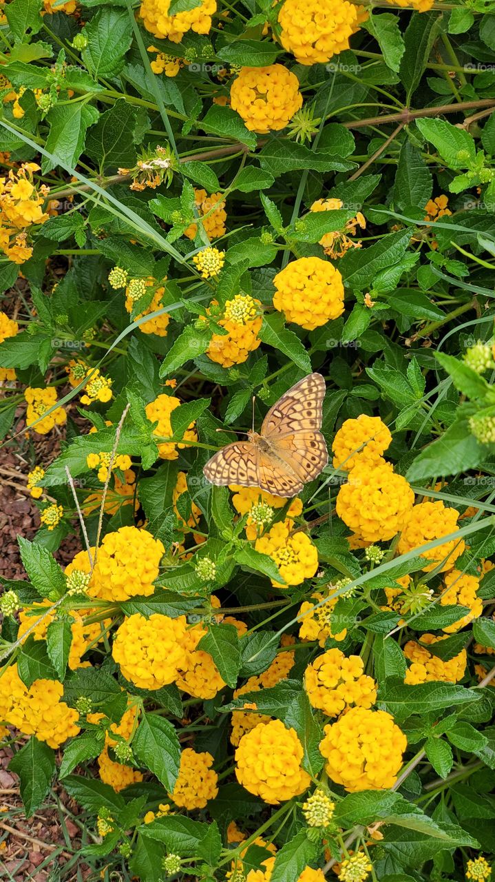 beautiful Yellow butterfly