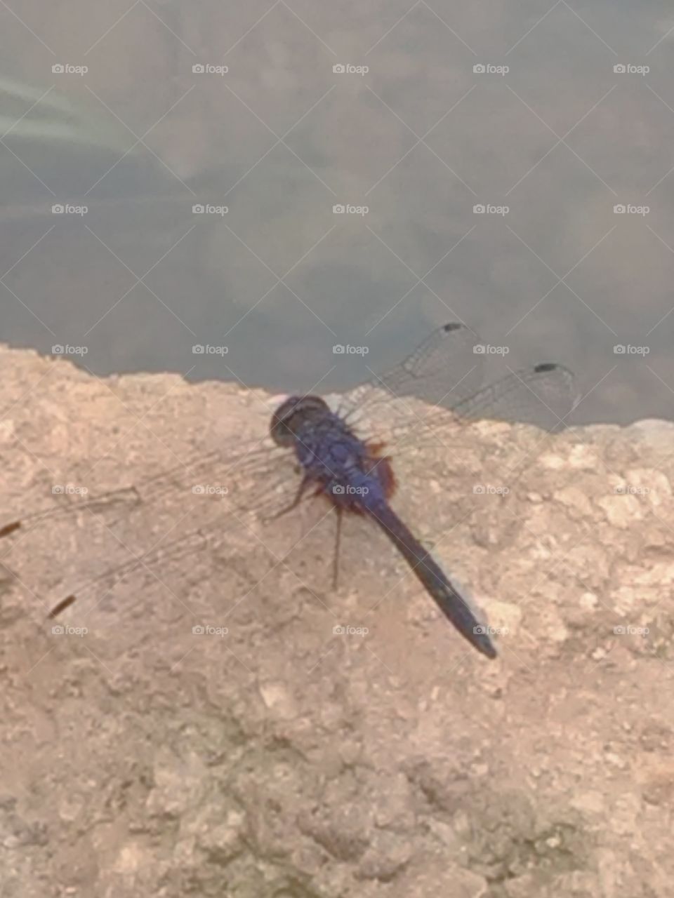 When it is alive and young, then it is very rare that one place does not stay.