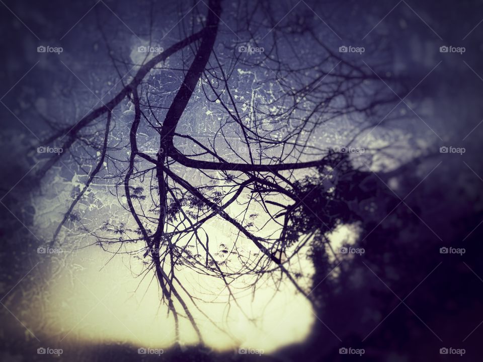 Tree branch at dawn