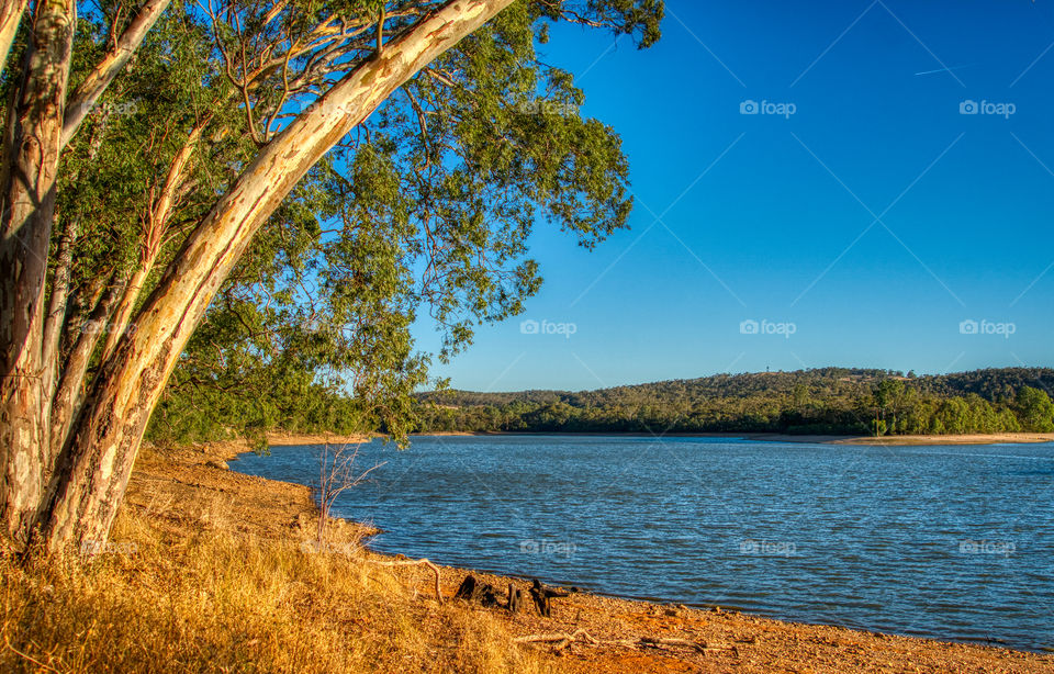 Lake with gumtree overhangs