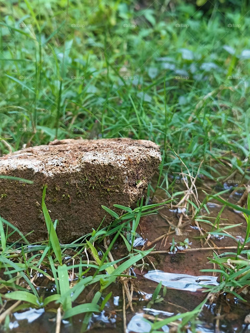 Close-up view of a brick surrounded by green grass and water