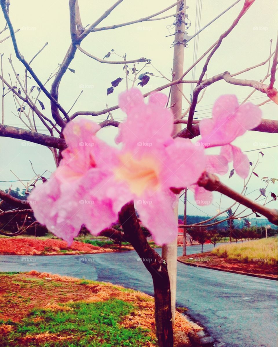 🌺Fim de #cooper!
Suado, cansado e feliz, alongando e curtindo a beleza das #flores do pé de #ipê rosa (de ontem).
🏁
#corrida #treino #flor #flowers #pétalas #pétala #jardim #jardinagem #garden #flora #run #running