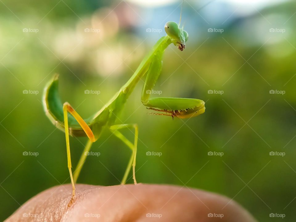 Praying mantis standing on hands.