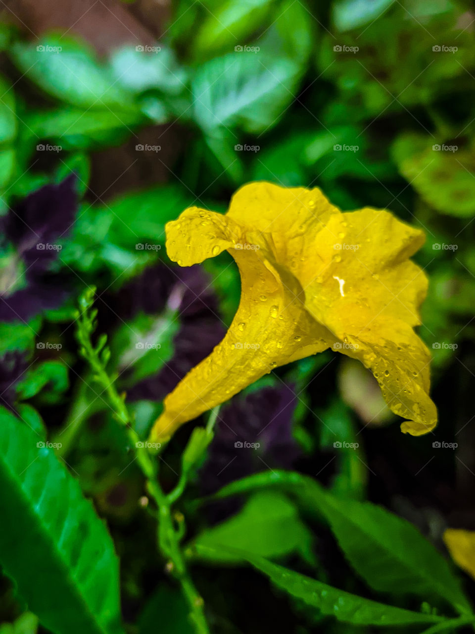 Yellow flower after rain