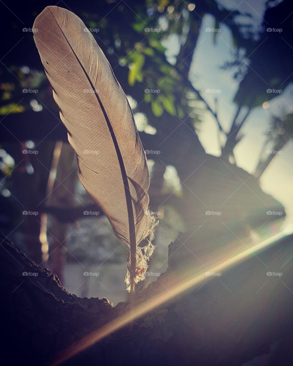 Light and delicate feather backlit by the sun with a ray of light shooting across the bottom.