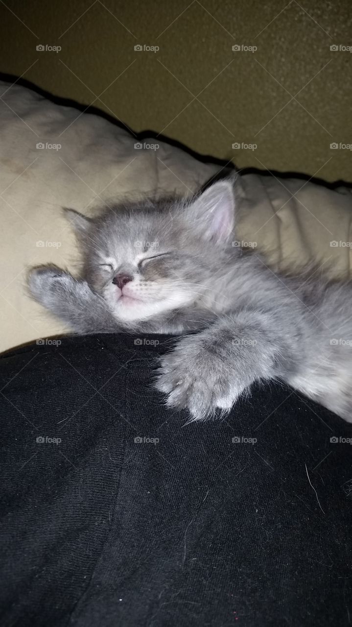 sweet kitten sleep