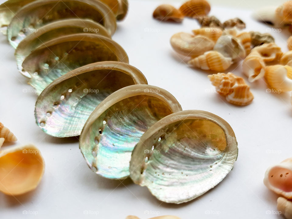 Various seashell on white background