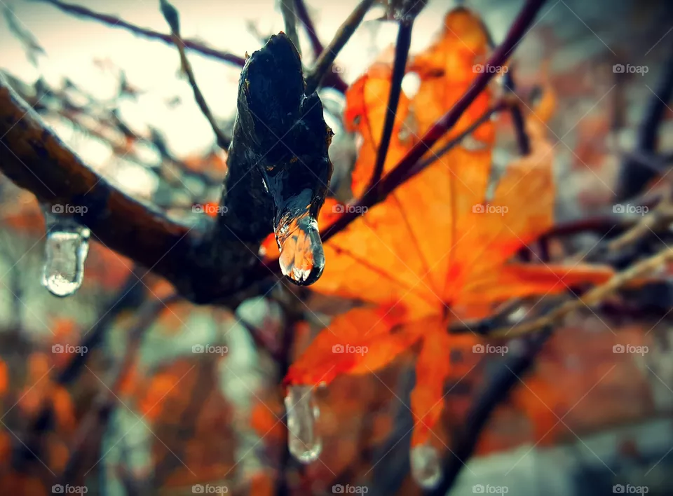 Orange i