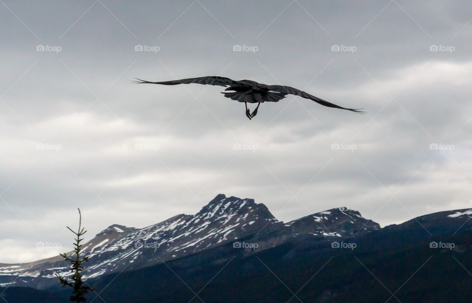 Black bird soaring toward mountain in stormy grey sky