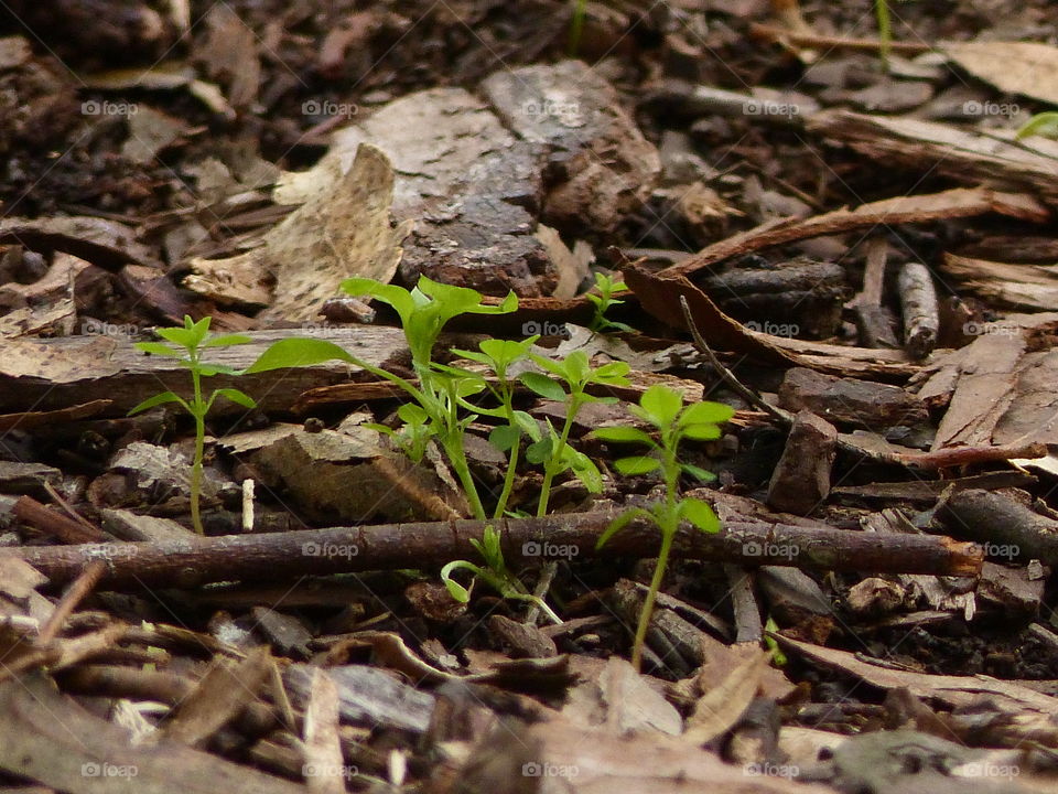 Young green sprouts on forest floor 