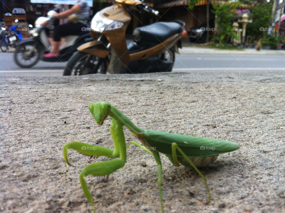 animal thailand reptile mantis by marky1de