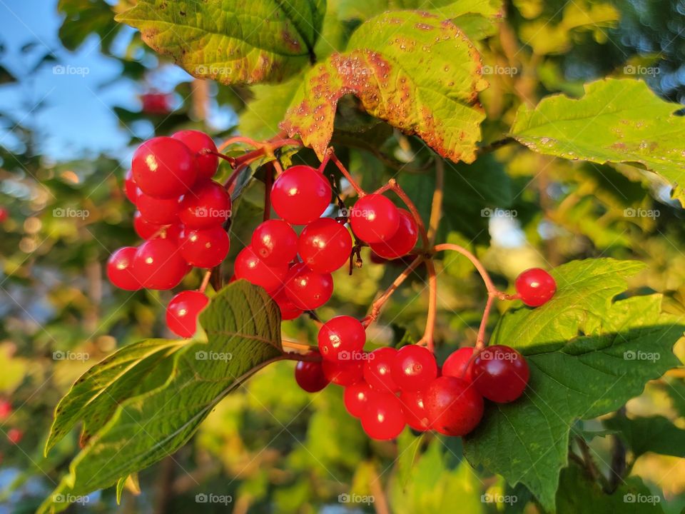 Red Berries