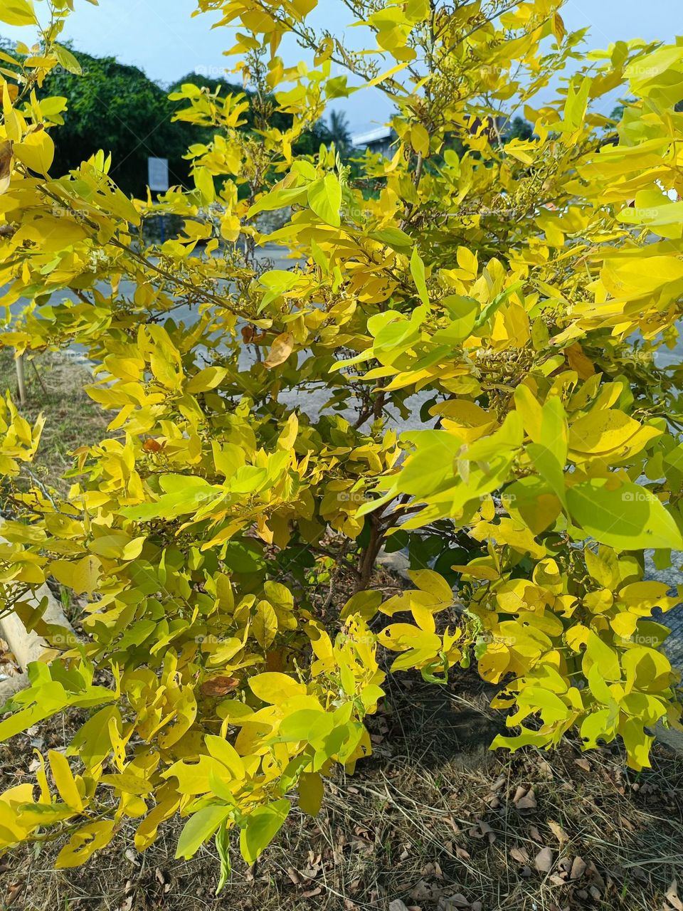"Even in the face of hardship, this plant stands tall, its golden leaves a reminder that beauty can be found even in times of change."