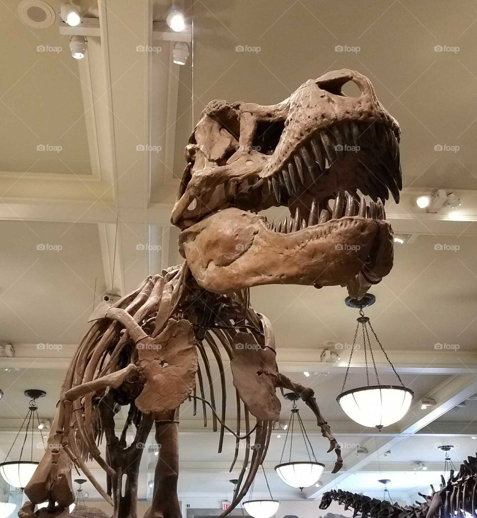 Tyrannosaurus Rex AMNH