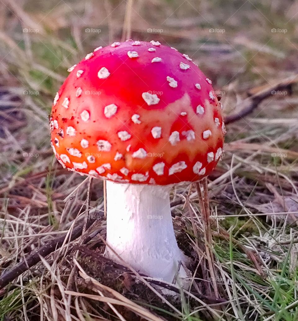 I ❤️VE the colorful mushrooms this fall season. Only watching or photography them ,but still they look beautiful  ❤️