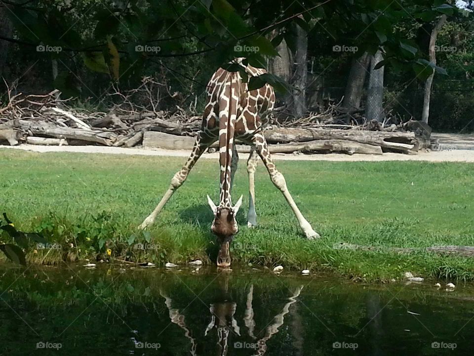 Giraffe getting a drink