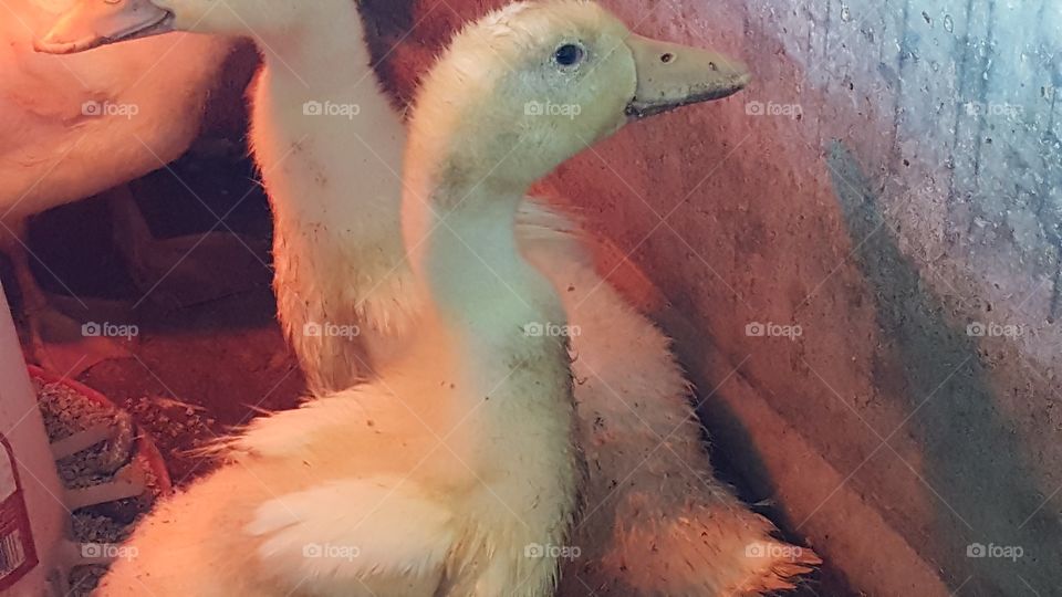 Bird, No Person, Poultry, Duck, Zoo