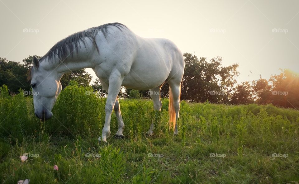 Horse standing on grass