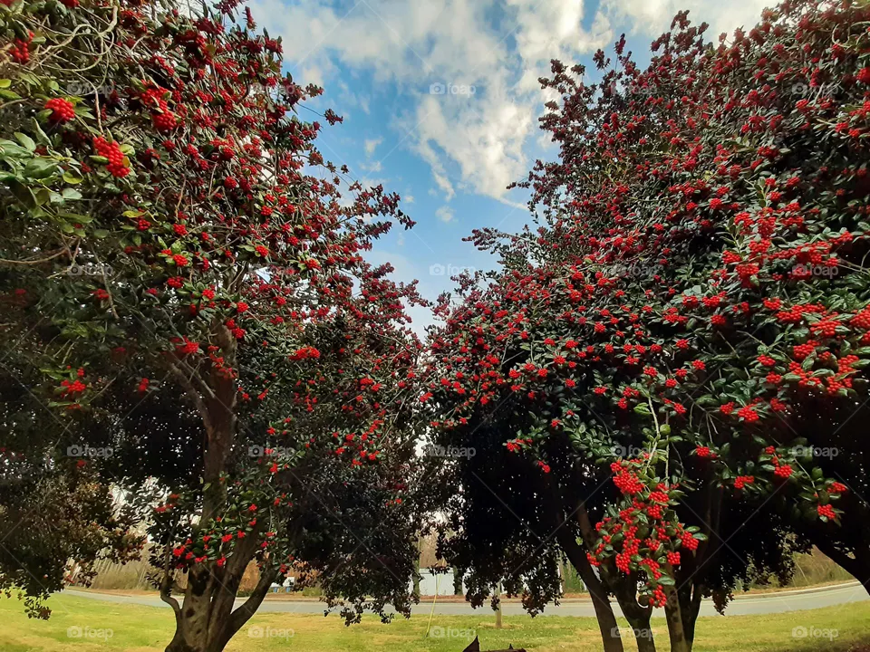 Holly trees.December