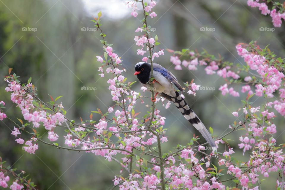 海棠花和长尾雀