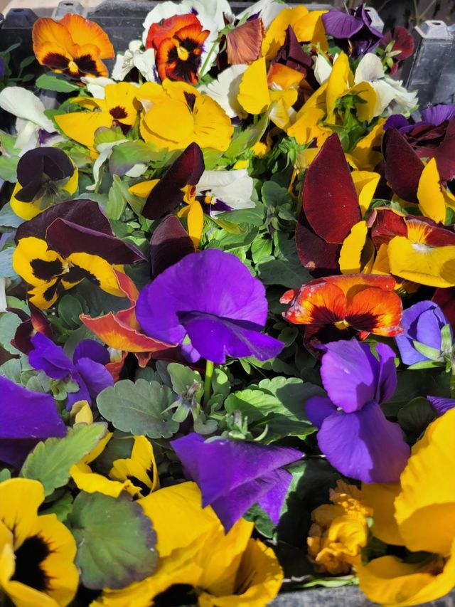 color explosion