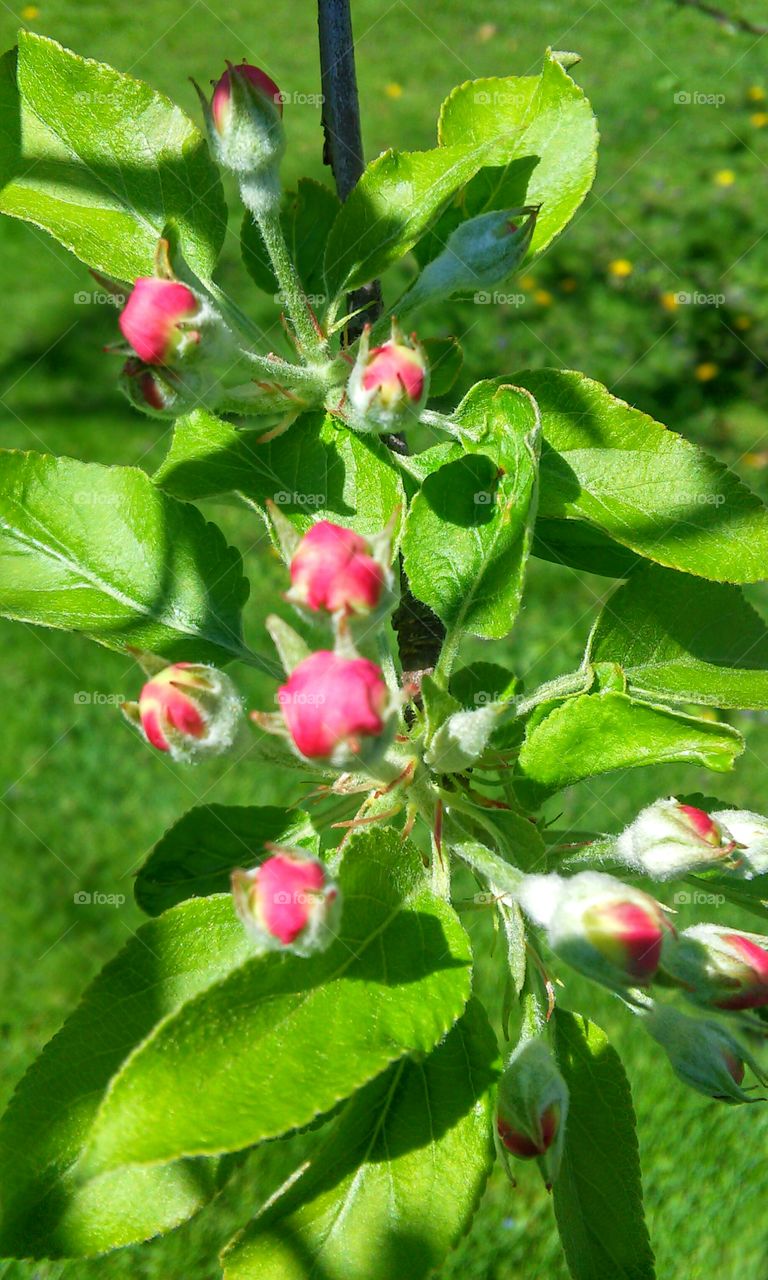 Leaf, Nature, Fruit, Garden, Flora