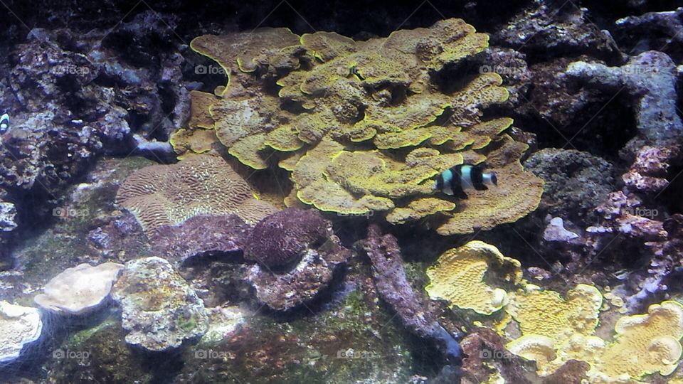 sea floor reef